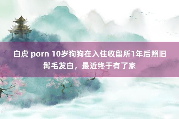 白虎 porn 10岁狗狗在入住收留所1年后照旧髯毛发白，最近终于有了家