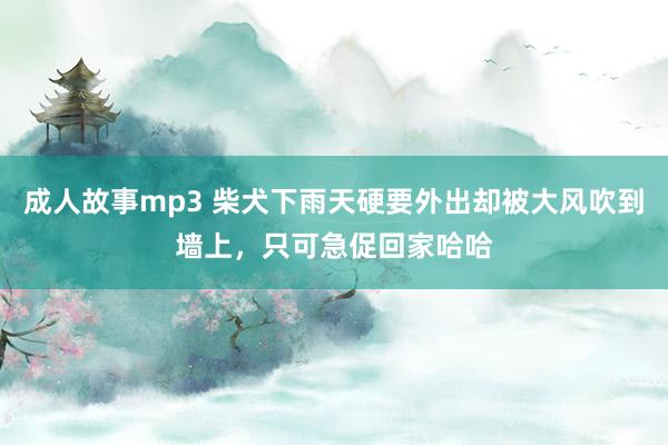 成人故事mp3 柴犬下雨天硬要外出却被大风吹到墙上，只可急促回家哈哈